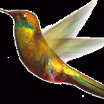 kolibri.gif